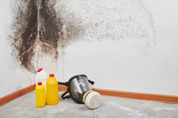 Best Mold Removal Near Me  in Hasbrouck Heights, NJ