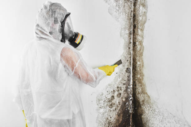 Best Best Mold Removal Companies  in Hasbrouck Heights, NJ