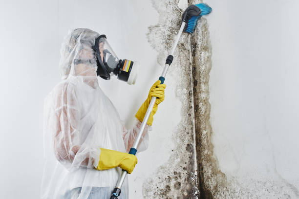 Best Mold Damage Repair  in Hasbrouck Heights, NJ