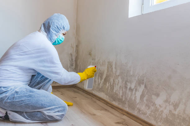 Best Crawl Space Mold Removal  in Hasbrouck Heights, NJ