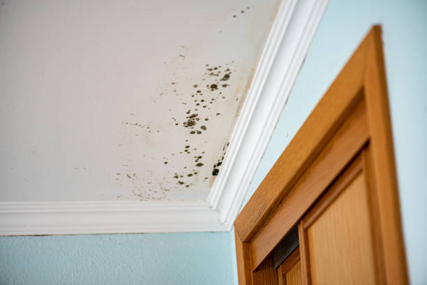 Best Commercial Mold Removal  in Hasbrouck Heights, NJ