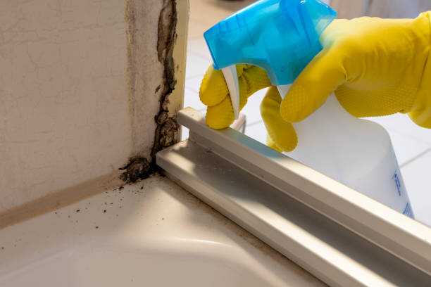 Best Affordable Mold Removal  in Hasbrouck Heights, NJ