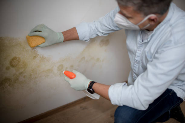 Best Attic Mold Removal  in Hasbrouck Heights, NJ