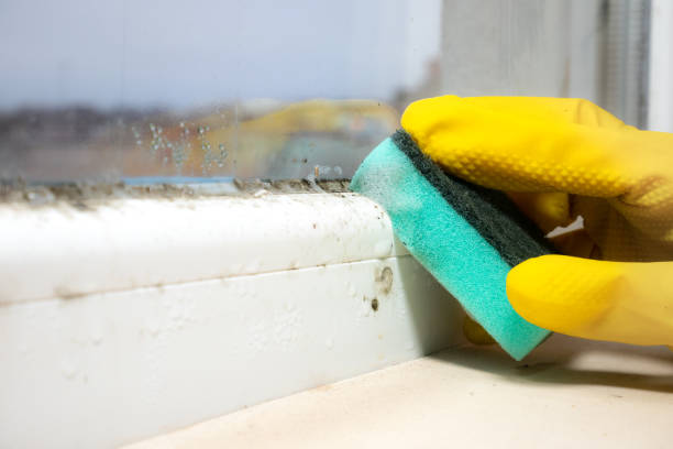 Best Emergency Mold Removal  in Hasbrouck Heights, NJ