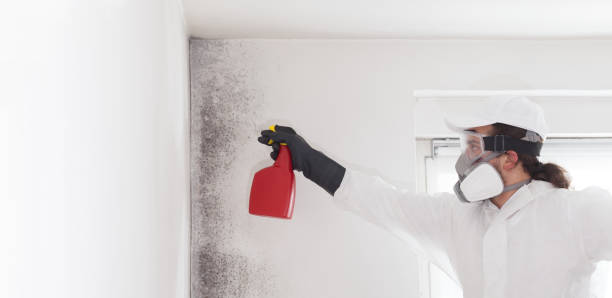 Trusted Hasbrouck Heights, NJ Mold Removal Experts