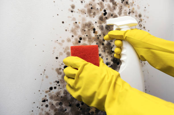 Best Local Mold Removal Service  in Hasbrouck Heights, NJ