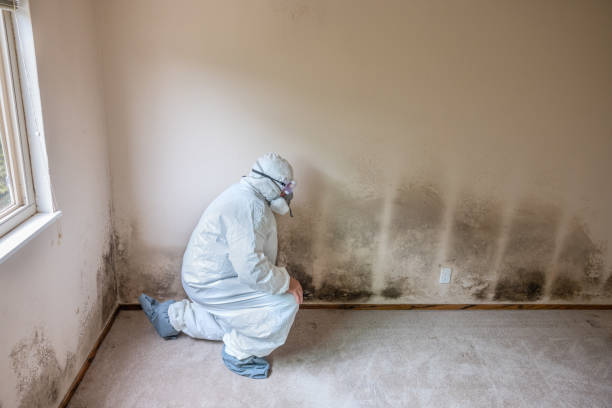 Crawl Space Mold Removal in Hasbrouck Heights, NJ