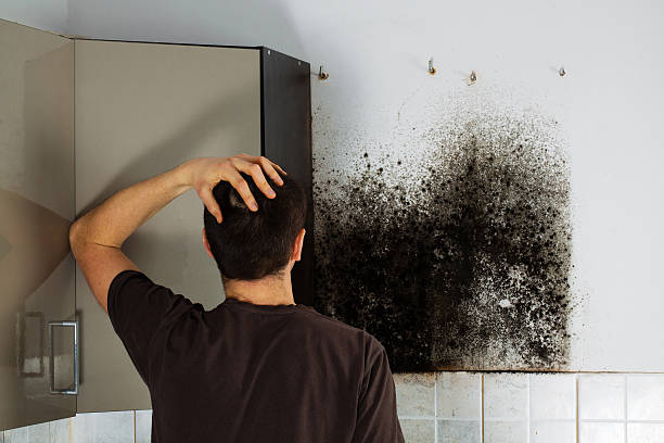 Best Residential Mold Removal  in Hasbrouck Heights, NJ