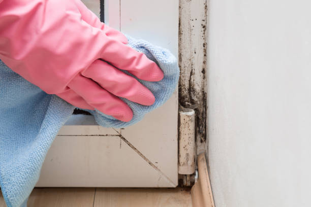 Best Emergency Mold Removal  in Hasbrouck Heights, NJ