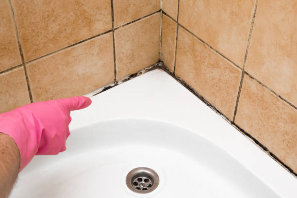 Best Professional Mold Removal  in Hasbrouck Heights, NJ