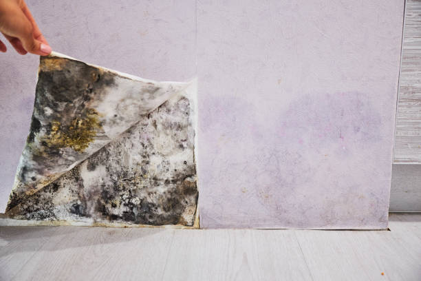 Mold Removal and Inspection in Hasbrouck Heights, NJ